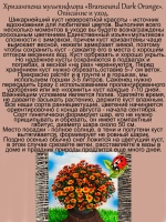 Хризантема мультифлора Брасаунд Дарк Оранж раннецветущая
