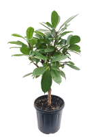 Фикус "Циатистипула" коса