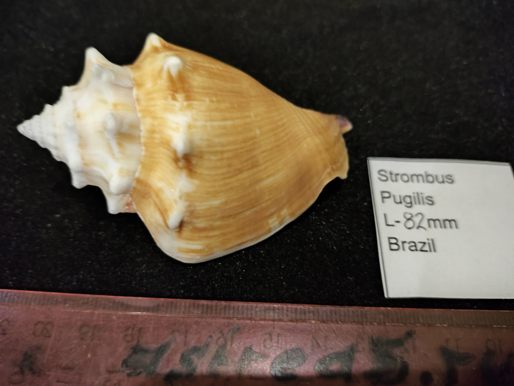 Стромбус Пуджилис