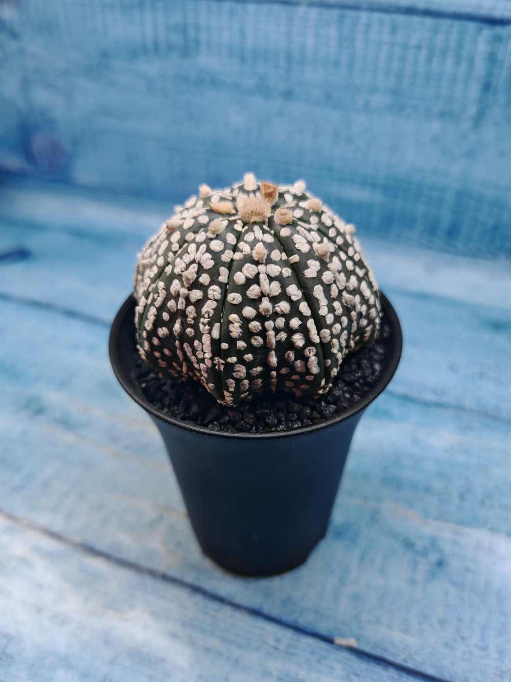 Astrophytum Asterias (Астрофитум)