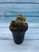 Gymnocalycium Spineless Crested form (Гимнокалициум Кристатный)