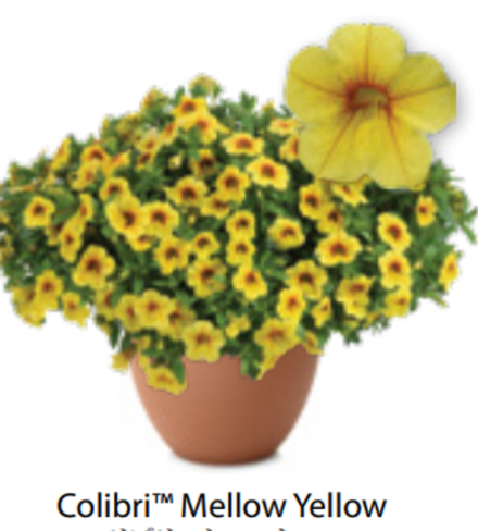 ЕВРО Калибрахоа Colibri Mellow Yellow ОКС укорененные черенки В наличии