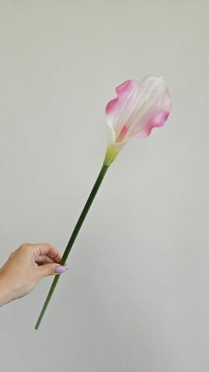 Калла одиночная / Арт 2026