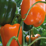 Магно F1 семена перца сладкого (Enza Zaden / Энза Заден)