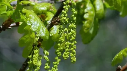 Дуб черешчатый (кора)