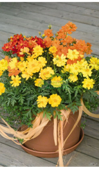 Космея серножелтая COSMIC MIX