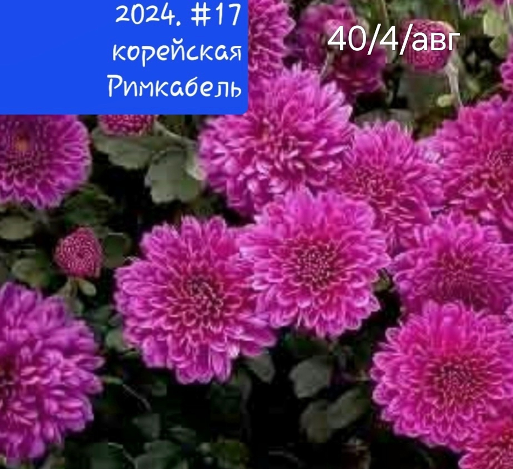 РИМКАБЕЛЬ №17 КОРЕЙСКАЯ ХРИЗАНТЕМА