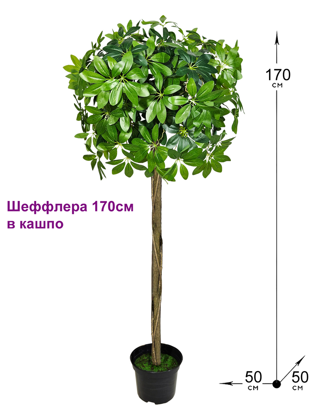 Шеффлера шар в кашпо