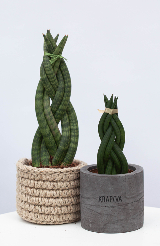 Сансевиерия Цилиндрика коса