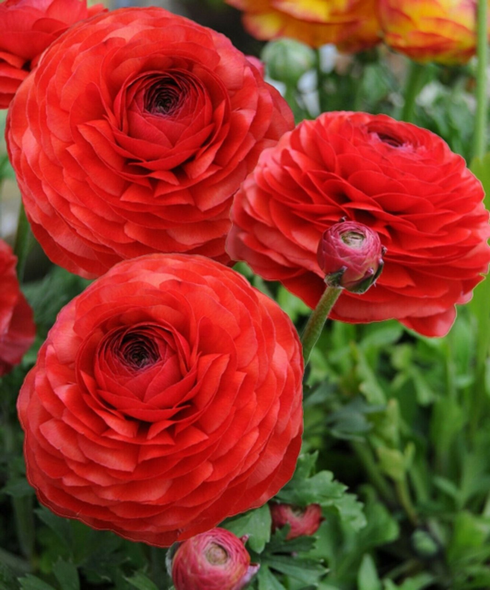 Ранункулюс Красный / Red (3шт)
