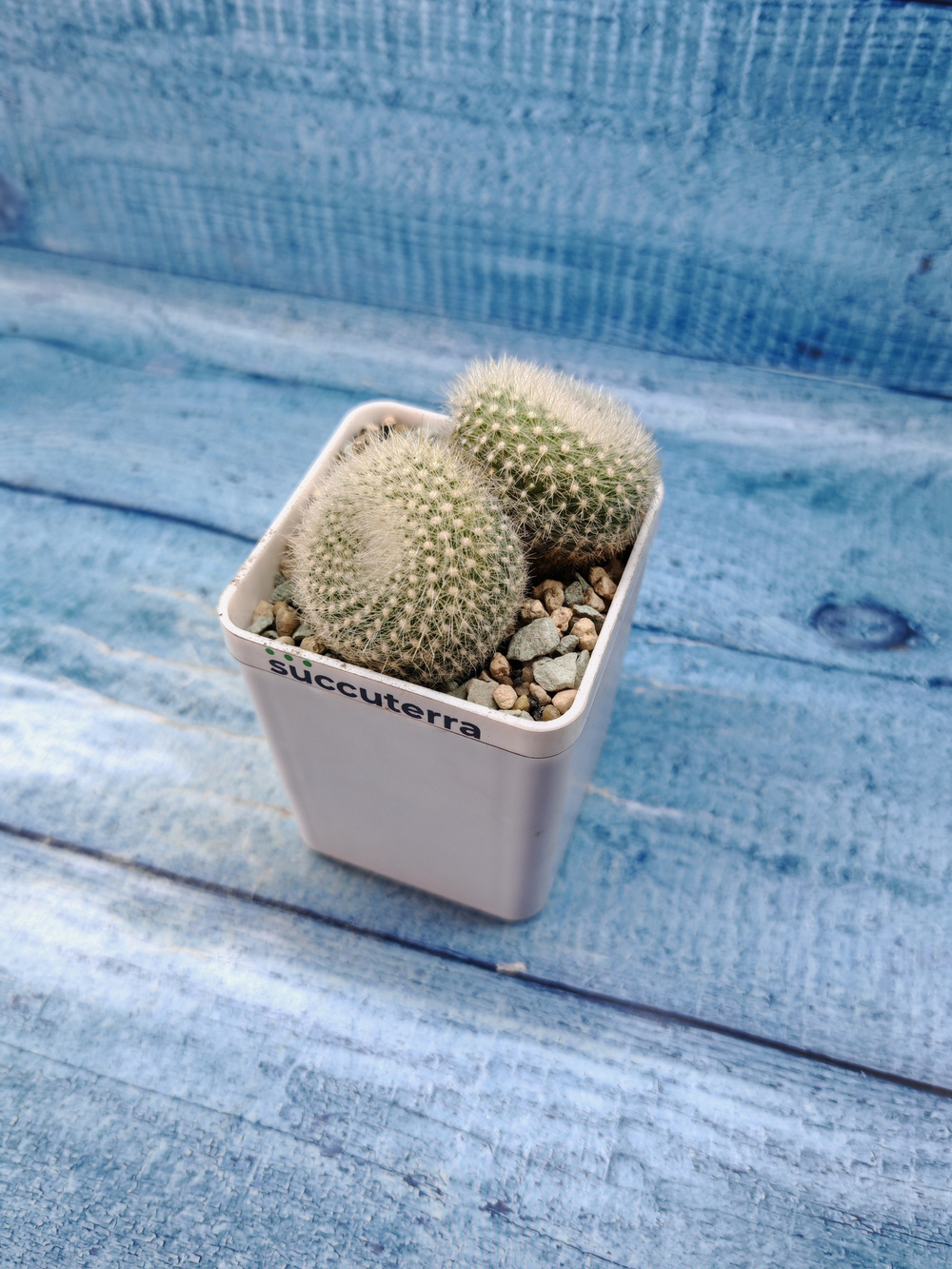 Notocactus Haselbergii double (Нотокактус)