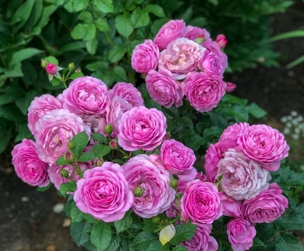 Роза флорибунда Роз Тельма "Rose Thelma"