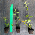 Сиера (Sierra) голубика 6-8 мес.(укорененный черенок)