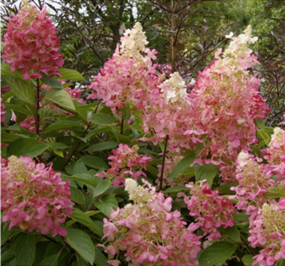 Пинки Винки «Pinky Winky» С3