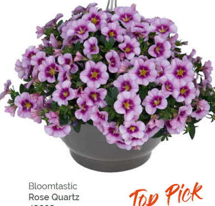 Калибрахоа Bloomtastic Rose Quarts укорененный черенок ОКС февраль 26 Dummen Orange