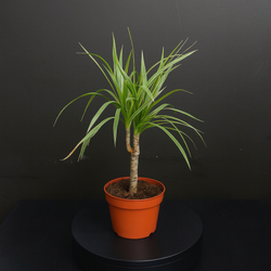 Драцена Маргината (Dracaena marginata) или Драконово дерево