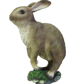 Заяц в траве