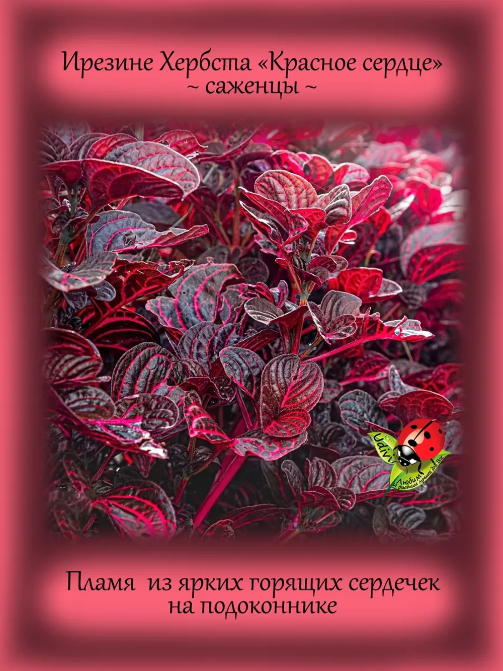 Ирезине Хербста Красное сердце