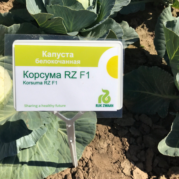 КОРСУМА F1 семена капусты белокочанной Rijk Zwaan купить – фото 8