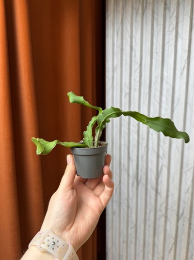 Эпифиллум Гватемальский, D6см Н15см, 1шт, Urban Jungle
