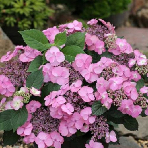 Гортензия пильчатая Коттон Кэнди Р9 Закупка М59 апрель 2026