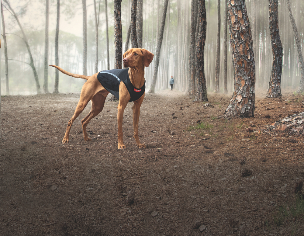 Терможилет Thermax EzyDog