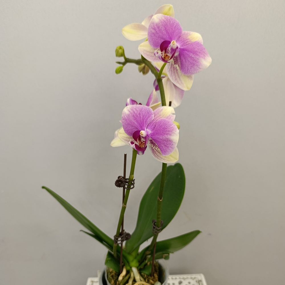 Орхидея фаленопсис