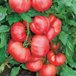 ПИНКВИН F1 семена томата (Rijk Zwaan | Alexagro)