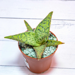 Aloe Vitro (Алоэ)