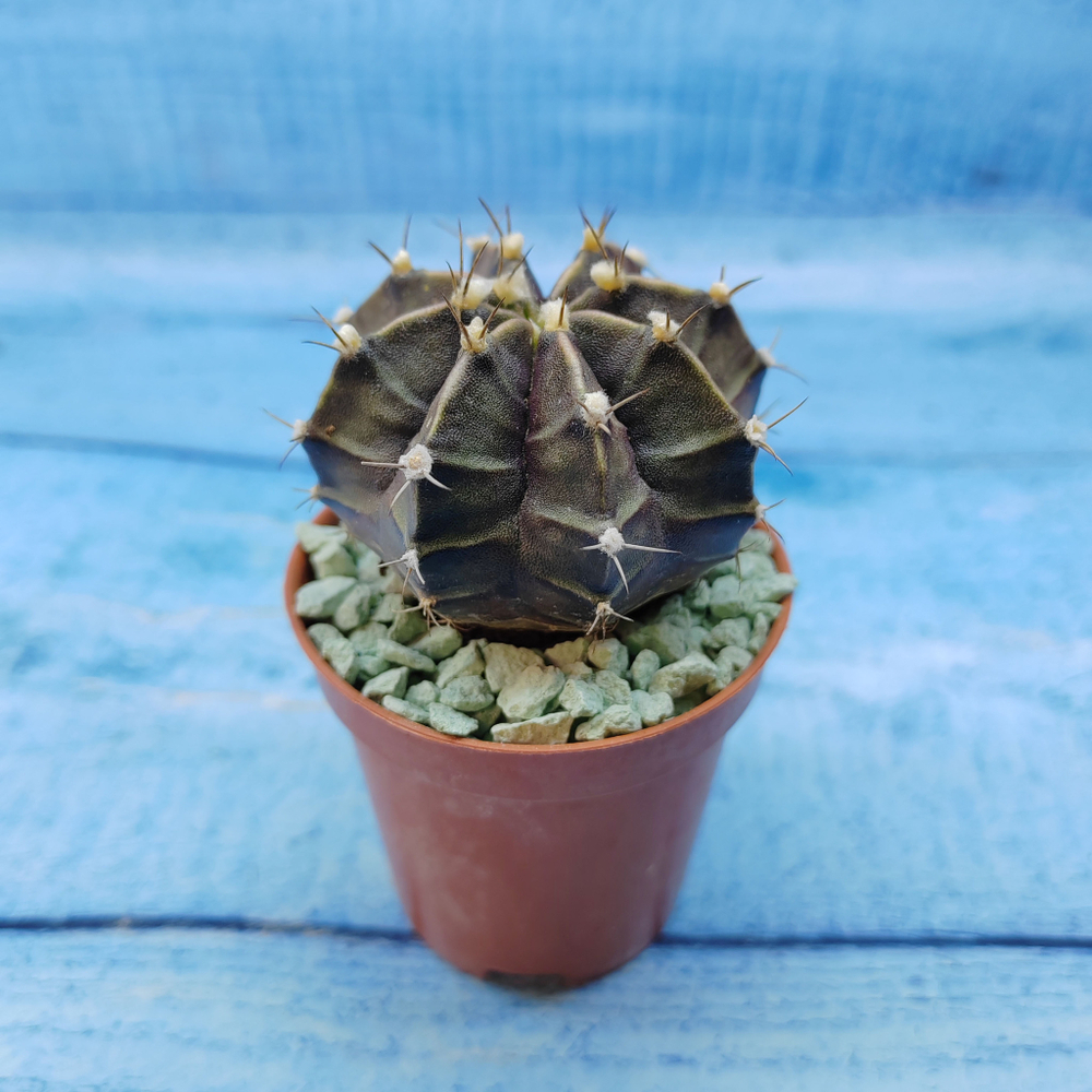 Gymnocalycium Friedrichii (Гимнокалициум)