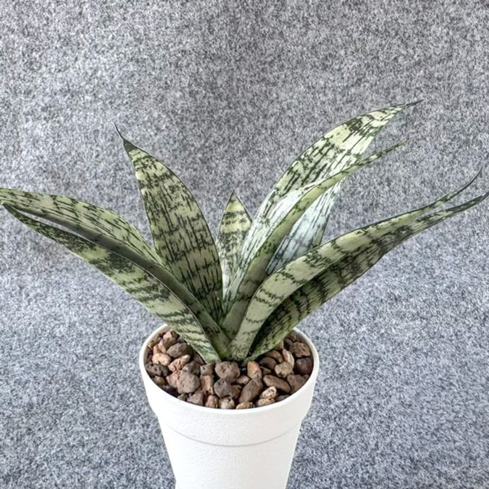 Сансевиерия EVEREST