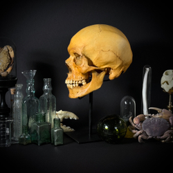 Череп человека на стойке (анатомическая модель)