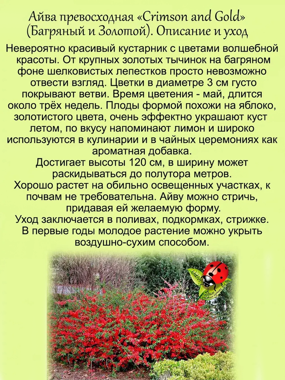 Айва Кримсон энд Голд превосходная