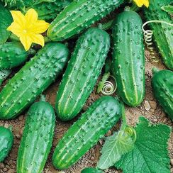 Страйдер  F1 семена огурца (Sakata / Саката)