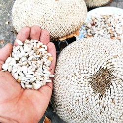 Белый Элефант Подсолнечник - White Elephant Sunflower