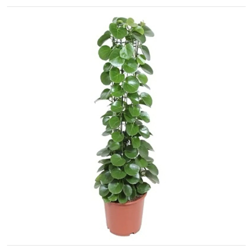 Циссус на опоре