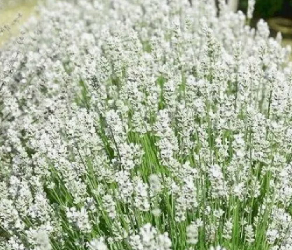 Лаванда Вайт сцент компакт рассада конец апреля 26