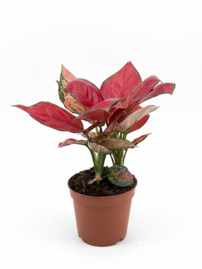 Аглаонема Red Coral д.12