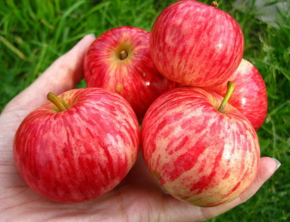 Саженец яблони «Толунай» (Летне-осенняя, Десертная, Полосатая)
