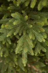 Искусственная ель Королевская стройная 230 см., 100% литая хвоя, Triumph Tree (72122)