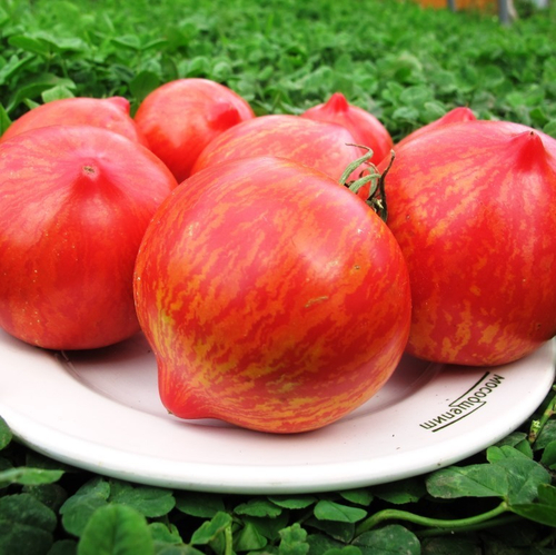 Помидоры Козуля 133 - Kozula 133