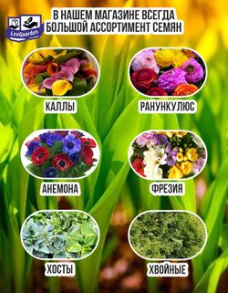 Тюльпан Луковица, Микс сортов 12 шт, разбор крупный