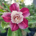 Адениум обесум 266 A36