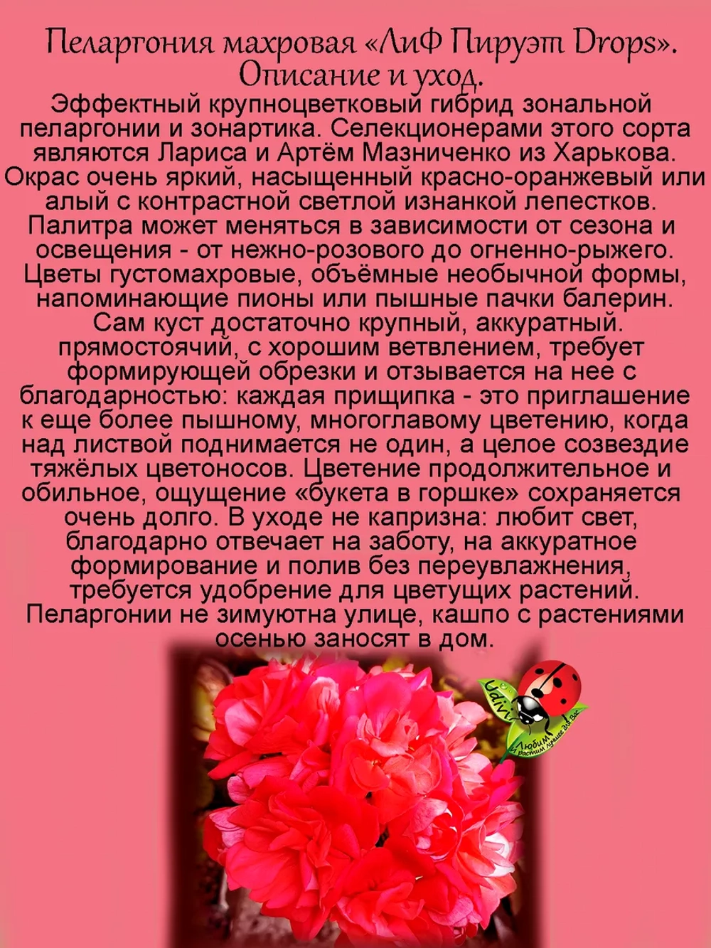 Пеларгония ЛиА Пируэт Дропс махровая