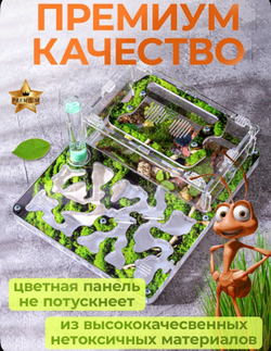 Муравьиная ферма с муравьями в подарок "Мох"