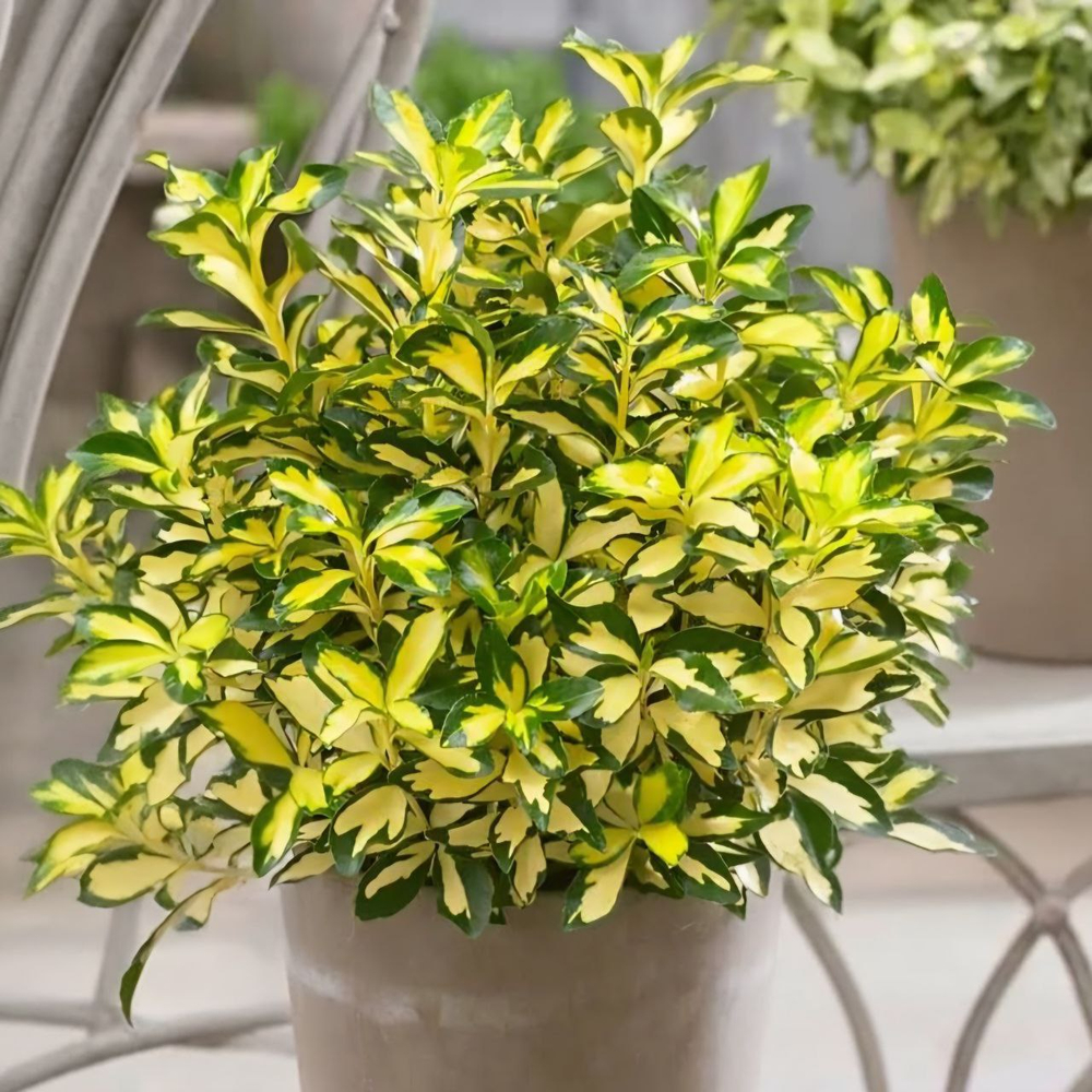 Бересклет Форчуна Санспот