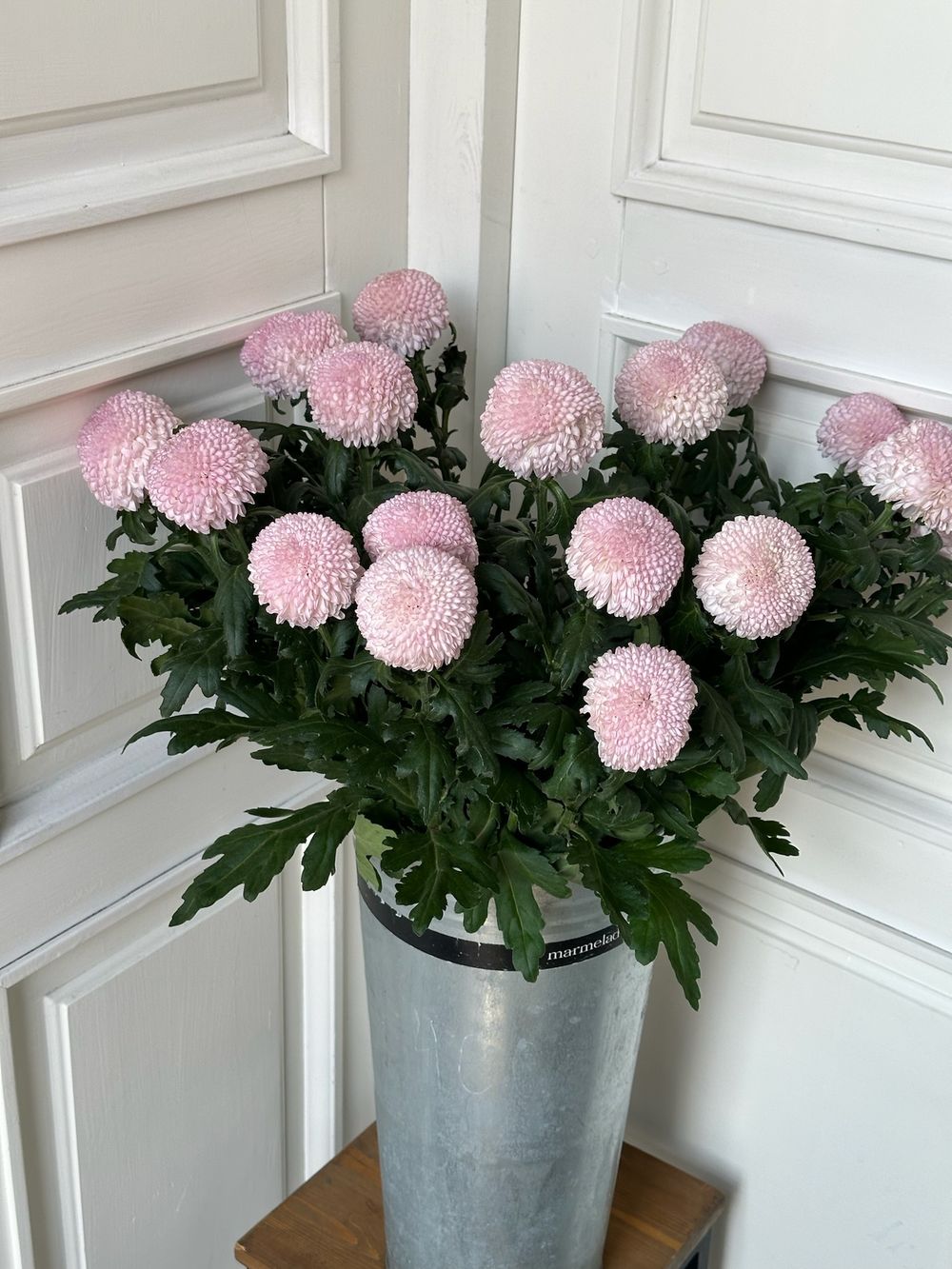 Хризантема одноголовая в розовом оттенке