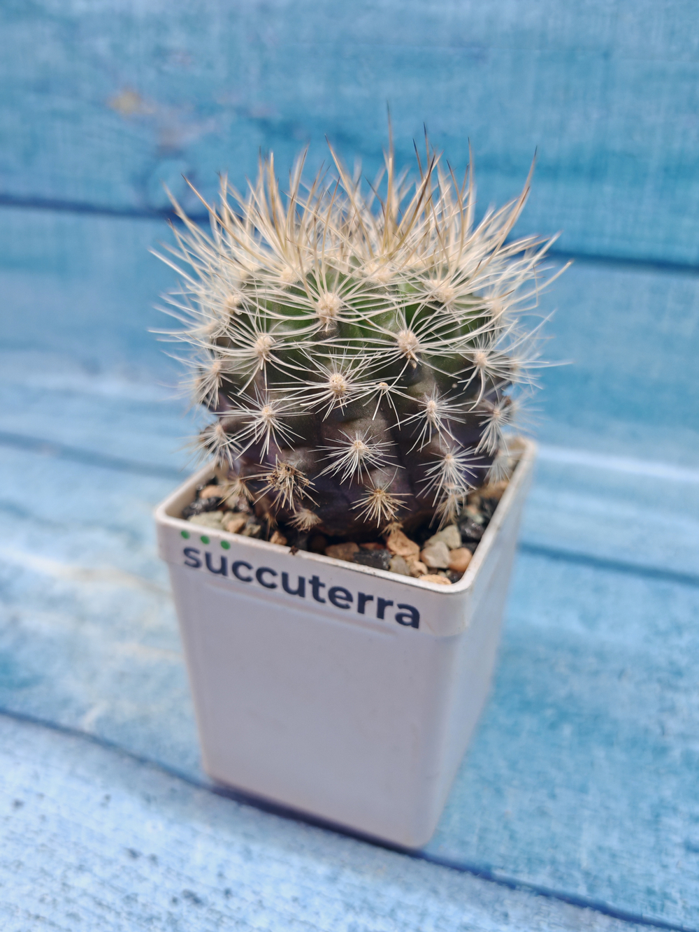 Neoporteria sp. (Неопортерия)