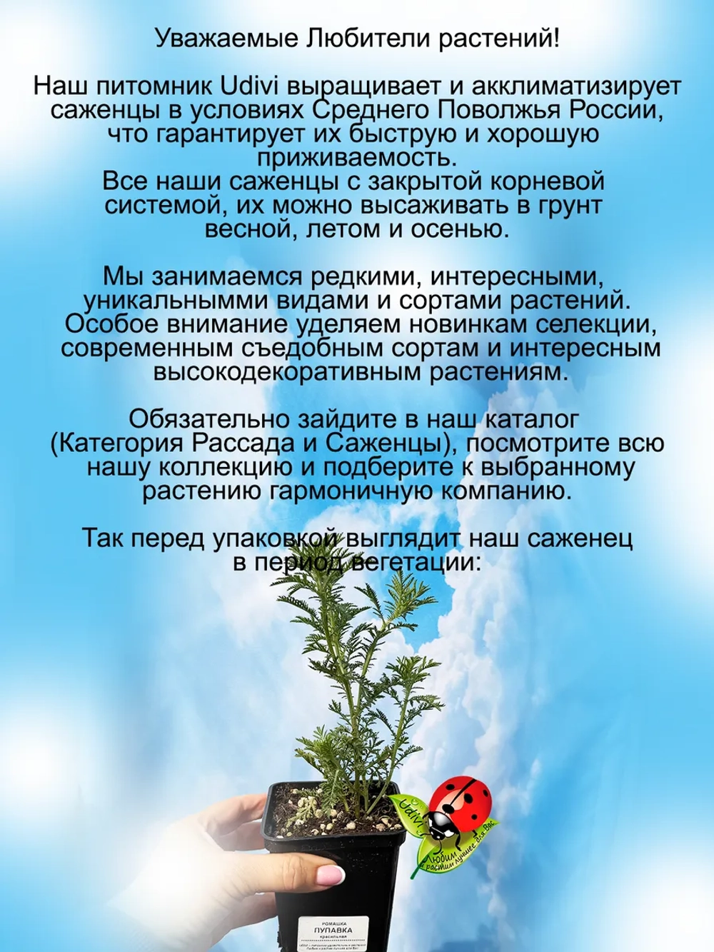 Ромашка Пупавка желтая красильная