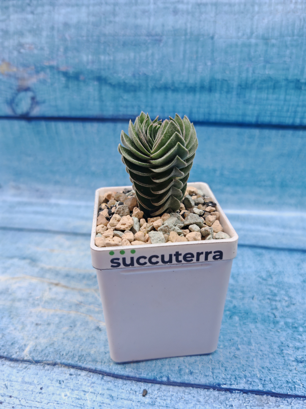 Crassula Buddha Temple (Крассула Храм Будды)